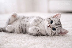 アメリカンショートヘアの子猫,寝転び,休憩,昼寝,ゴロゴロ,ごろごろ,ねこ,ネコ,猫,子猫,キャット,アメリカンショートヘア,アメショ,かわいい,カワイイ,可愛い,キュート,ペット,動物,cute,pet,cat,AI生成素材