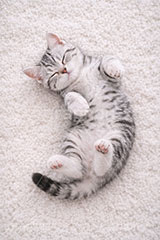 アメリカンショートヘアの子猫,寝転び,休憩,昼寝,ゴロゴロ,ごろごろ,ねこ,ネコ,猫,子猫,キャット,アメリカンショートヘア,アメショ,かわいい,カワイイ,可愛い,キュート,ペット,動物,cute,pet,cat,AI生成素材