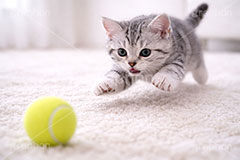 アメリカンショートヘアの子猫,遊び,テニスボール,ボール,走る,駆けっこ,一生懸命,ねこ,ネコ,猫,子猫,キャット,アメリカンショートヘア,アメショ,かわいい,カワイイ,可愛い,キュート,ペット,動物,cute,pet,cat,tennis,ball,AI生成素材