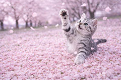 桜のじゅうたん,桜吹雪,桜,さくら,サクラ,春,花見,花弁,花びら,散る,桜の花びら,公園,散歩,猫パンチ,にゃー,ニャー,はしゃぐ,アメリカンショートヘアの子猫,ねこ,ネコ,猫,子猫,キャット,アメリカンショートヘア,アメショ,かわいい,カワイイ,可愛い,キュート,ペット,動物,cute,pet,cat,spring,blossom,AI生成素材