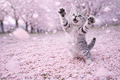 桜のじゅうたん,桜吹雪,桜,さくら,サクラ,春,花見,花弁,花びら,散る,桜の花びら,公園,散歩,猫パンチ,にゃー,ニャー,はしゃぐ,アメリカンショートヘアの子猫,ねこ,ネコ,猫,子猫,キャット,アメリカンショートヘア,アメショ,かわいい,カワイイ,可愛い,キュート,ペット,動物,cute,pet,cat,spring,blossom,AI生成素材