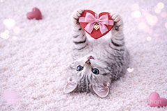 プレゼント,ハート,リボン,贈り物,愛,恋,バレンタインデー,バレンタイン,ごろごろ,ゴロゴロ,寝転び,アメリカンショートヘアの子猫,ねこ,ネコ,猫,子猫,キャット,アメリカンショートヘア,アメショ,かわいい,カワイイ,可愛い,キュート,ペット,動物,cute,pet,cat,valentine,present,heart,AI生成素材