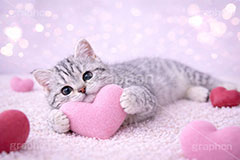 ハート,愛,恋,バレンタインデー,バレンタイン,ごろごろ,ゴロゴロ,寝転び,アメリカンショートヘアの子猫,ねこ,ネコ,猫,子猫,キャット,アメリカンショートヘア,アメショ,かわいい,カワイイ,可愛い,キュート,ペット,動物,cute,pet,cat,valentine,present,heart,AI生成素材