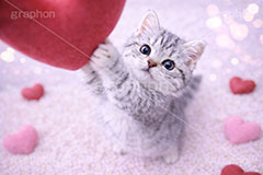 ハート,愛,恋,バレンタインデー,バレンタイン,アメリカンショートヘアの子猫,ねこ,ネコ,猫,子猫,キャット,アメリカンショートヘア,アメショ,遊び,かわいい,カワイイ,可愛い,キュート,ペット,動物,cute,pet,cat,valentine,present,heart,AI生成素材