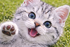 散歩,芝生,公園,アメリカンショートヘアの子猫,ねこ,ネコ,猫,子猫,ごろごろ,ゴロゴロ,にゃー,ニャー,キャット,アメリカンショートヘア,アメショ,かわいい,カワイイ,可愛い,キュート,ペット,飼い主,動物,cute,pet,cat,AI生成素材