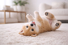 豆柴の子犬,じゃれる,ゴロゴロ,ごろごろ,甘え,いぬ,イヌ,犬,子犬,ドッグ,豆柴,かわいい,カワイイ,可愛い,キュート,ペット,動物,cute,pet,dog,AI生成素材