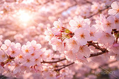 桜の花びら,さくら,桜,花,フラワー,春,花びら,花弁,満開,咲く,ピンク,暖かい,blossom,japan,spring,flower,AI生成素材