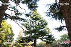 代々木公園,公園,渋谷,原宿,代々木,渋谷区,自然,草木,大きな木,樹木,park,tokyo,憩い