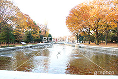 代々木公園,代々木,渋谷区,自然,草木,紅葉,こうよう,いちょう,イチョウ,噴水,ふんすい,ファウンテン,japan,autumn,tokyo,渋谷,原宿