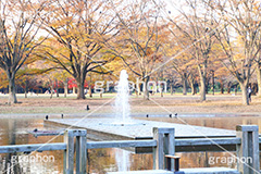 代々木公園,代々木,渋谷区,自然,草木,紅葉,こうよう,いちょう,イチョウ,噴水,ふんすい,ファウンテン,japan,autumn,tokyo,渋谷,原宿