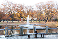 代々木公園,代々木,渋谷区,自然,草木,紅葉,こうよう,いちょう,イチョウ,噴水,ふんすい,ファウンテン,japan,autumn,tokyo,渋谷,原宿