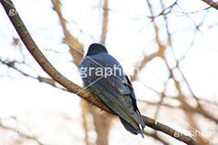カラス後ろ姿,カラス,からす,烏,鴉,鵶,雅,野鳥,真っ黒,黒い鳥