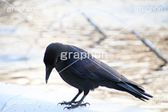 カラスと噴水,カラス,からす,烏,鴉,鵶,雅,野鳥,真っ黒,黒い鳥,噴水,ふんすい,ファウンテン