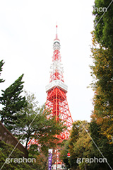 秋の東京タワー,紅葉,秋,東京タワー,タワー,総合電波塔,電波,塔,日本電波塔,333m,とうきょうタワー,Tokyo Tower,港区,東京のシンボル,観光名所,japan,autumn