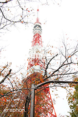 秋の東京タワー,紅葉,秋,東京タワー,タワー,総合電波塔,電波,塔,日本電波塔,333m,とうきょうタワー,Tokyo Tower,港区,東京のシンボル,観光名所,japan,autumn