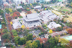 増上寺,寺,東京タワー,展望台,展望,眺め,ながめ,見下ろす,Tokyo Tower,港区,東京,一望,見晴,寺院