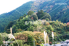 ススキと山,ススキ,薄,すすき,山,やま,自然,空,景色,山頂,雲,地形,木々,草木,絶景,眺め,標高