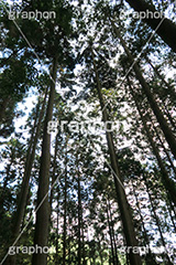 林道,林,森,山道,自然,景色,木々,草木,山奥