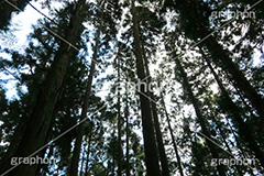 林道,林,森,山道,自然,景色,木々,草木,山奥