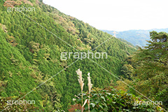 ススキと山,ススキ,薄,すすき,山,やま,自然,空,景色,山頂,雲,地形,木々,草木,絶景,眺め,標高