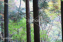 森林,林,森,山道,自然,景色,木々,草木,山奥