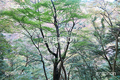 森林,林,森,山道,自然,景色,木々,草木,山奥