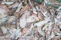 落ち葉,落葉,枯れ葉,枯葉,葉っぱ,葉,はっぱ,枯れる,自然,植物,秋