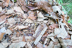 落ち葉,落葉,枯れ葉,枯葉,葉っぱ,葉,はっぱ,枯れる,自然,植物,秋