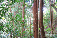 森林,林,森,山道,自然,景色,木々,草木,山奥