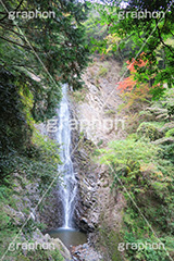 紅葉と滝,紅葉,滝,瀧,たき,流れ,落下,瀑布,飛瀑,自然,絶景,マイナスイオン,イオン,滝つぼ,滝壺,japan,autumn,静岡県,宇嶺の滝,お君の滝