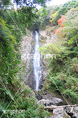 紅葉と滝,紅葉,滝,瀧,たき,流れ,落下,瀑布,飛瀑,自然,絶景,マイナスイオン,イオン,滝つぼ,滝壺,japan,autumn,静岡県,宇嶺の滝,お君の滝