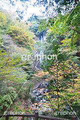 紅葉と滝,紅葉,滝,瀧,たき,流れ,落下,瀑布,飛瀑,自然,絶景,マイナスイオン,イオン,japan,autumn,静岡県,宇嶺の滝,お君の滝
