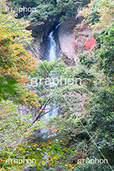 紅葉と滝,紅葉,滝,瀧,たき,流れ,落下,瀑布,飛瀑,自然,絶景,マイナスイオン,イオン,japan,autumn,静岡県,宇嶺の滝,お君の滝
