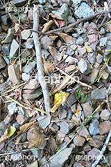 落ち葉,落葉,枯れ葉,枯葉,葉っぱ,葉,はっぱ,枯れる,自然,植物,秋