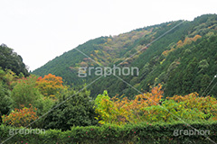 山の紅葉,紅葉,山,やま,自然,空,景色,山頂,雲,地形,木々,草木,絶景,眺め,標高,japan,autumn