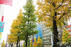 新宿イチョウ並木,新宿,イチョウ,イチョウ並木,歌舞伎町,新宿三丁目,shinjuku