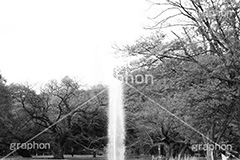 代々木公園,モノクロ,白黒,しろくろ,モノクローム,単色画,単彩画,単色,tokyo,渋谷,原宿