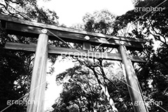 明治神宮,モノクロ,白黒,しろくろ,モノクローム,単色画,単彩画,単色