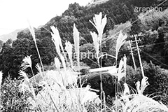 ススキ,モノクロ,白黒,しろくろ,モノクローム,単色画,単彩画,単色