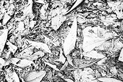 落葉,モノクロ,白黒,しろくろ,モノクローム,単色画,単彩画,単色