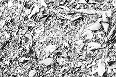 落葉,モノクロ,白黒,しろくろ,モノクローム,単色画,単彩画,単色