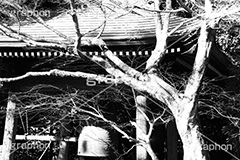 寺の鐘,モノクロ,白黒,しろくろ,モノクローム,単色画,単彩画,単色,大晦日,お正月,正月,除夜の鐘,temple,japan