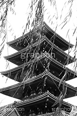 浅草寺五重の塔,モノクロ,白黒,しろくろ,モノクローム,単色画,単彩画,単色