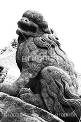 こま犬,モノクロ,白黒,しろくろ,モノクローム,単色画,単彩画,単色