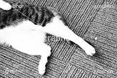 猫足,ねこあし,モノクロ,白黒,しろくろ,モノクローム,単色画,単彩画,単色