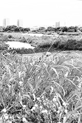 二子玉川河川敷,モノクロ,白黒,しろくろ,モノクローム,単色画,単彩画,単色,多摩川