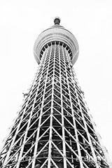 スカイツリー,モノクロ,白黒,しろくろ,モノクローム,単色画,単彩画,単色,tower,japan,タワー