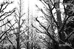 外苑イチョウ並木,モノクロ,白黒,しろくろ,モノクローム,単色画,単彩画,単色