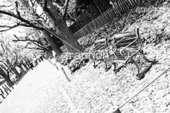 外苑イチョウ並木,モノクロ,白黒,しろくろ,モノクローム,単色画,単彩画,単色