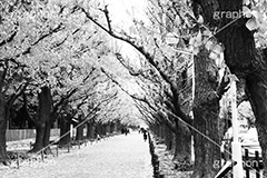 外苑イチョウ並木,モノクロ,白黒,しろくろ,モノクローム,単色画,単彩画,単色